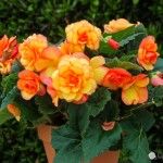 begonias