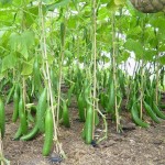 cucumber
