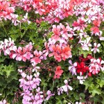 Gitanillas - Geraniums