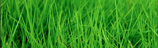 lawn-care-tips_clip_image002