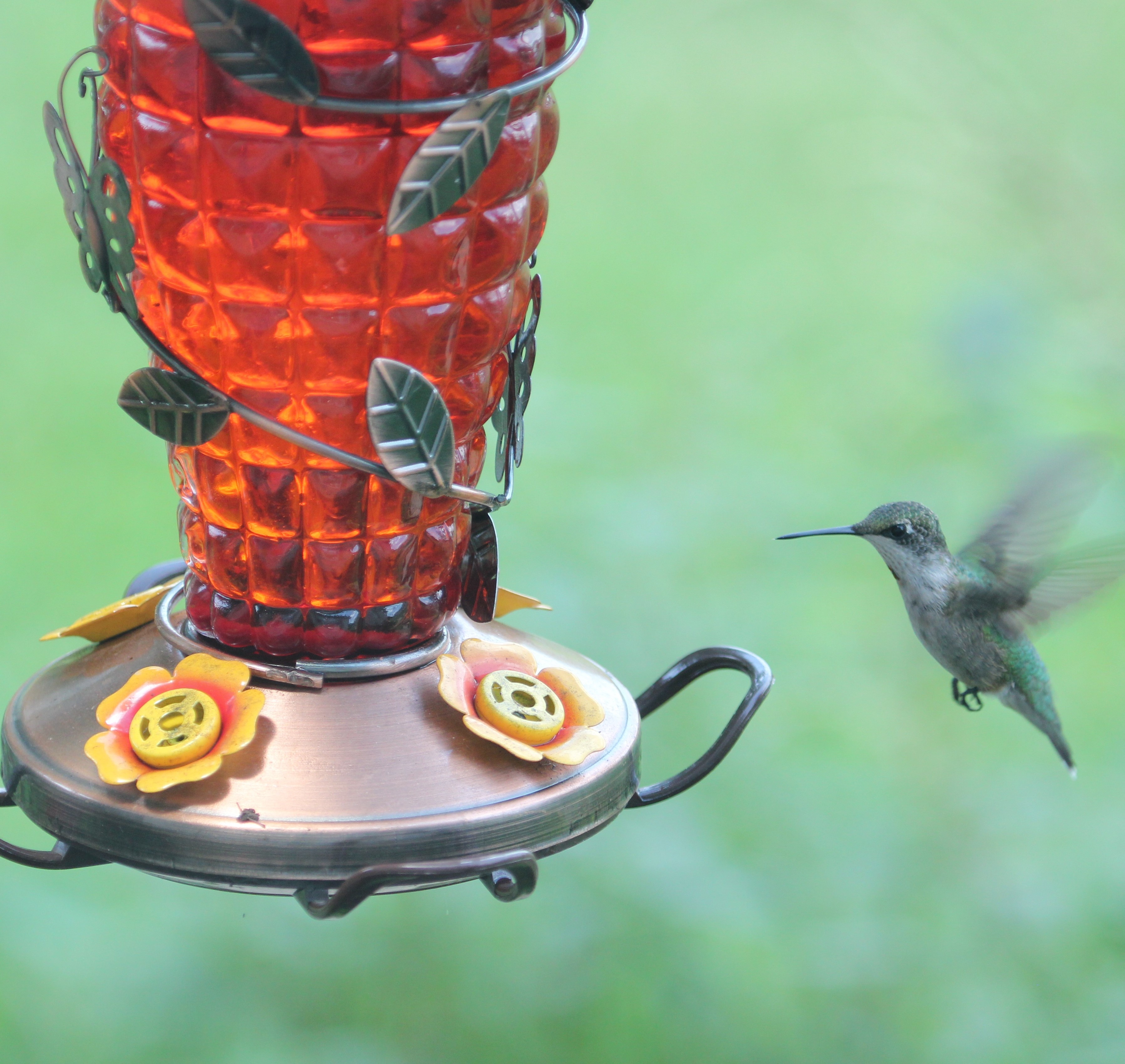 Hummingbird Feeder