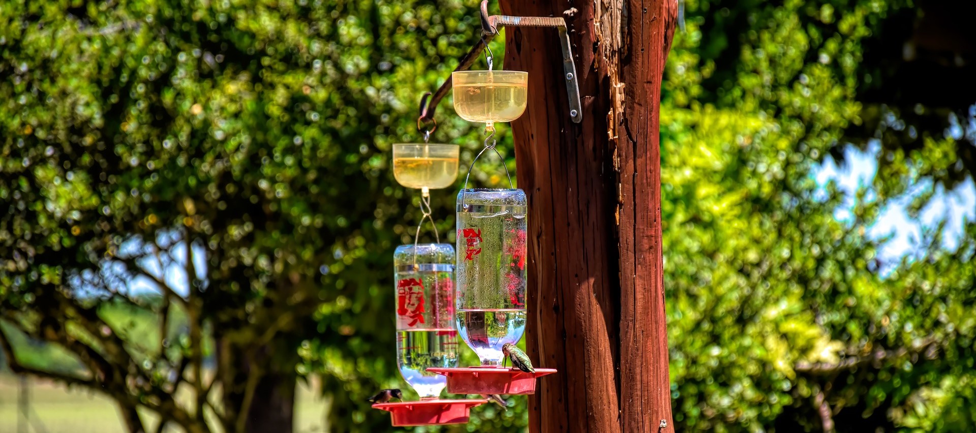 Hummingbird Feeder