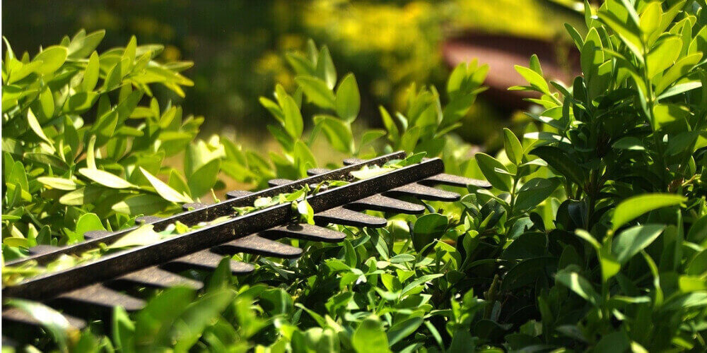 cordless hedge trimmer