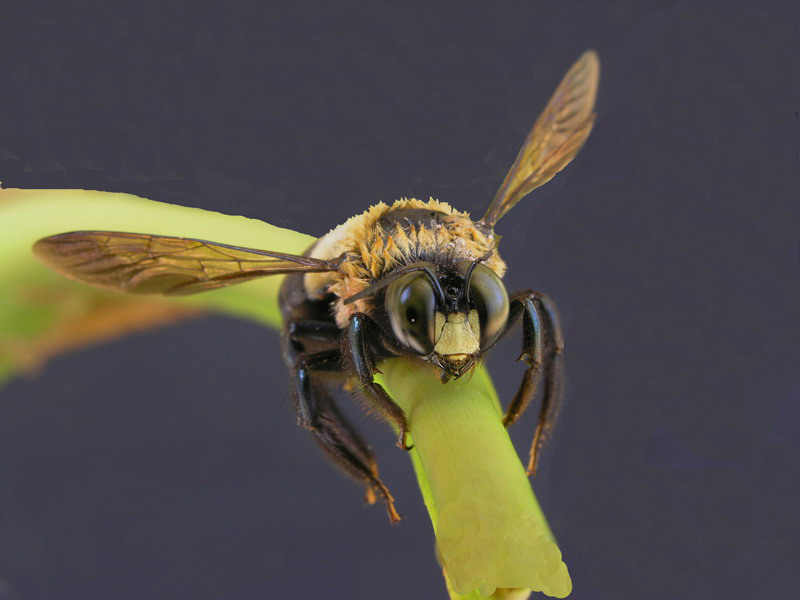 carpenter bee on twig