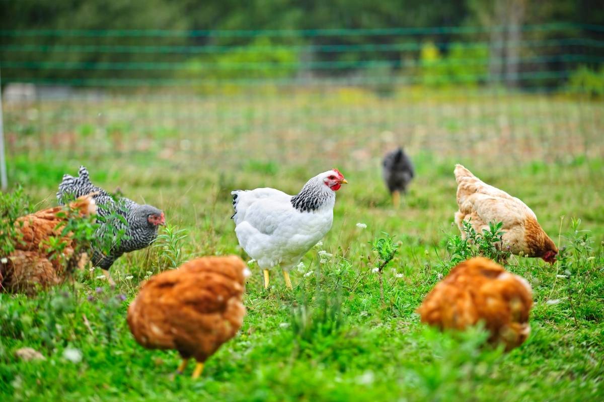 Free-Range Animal Farm