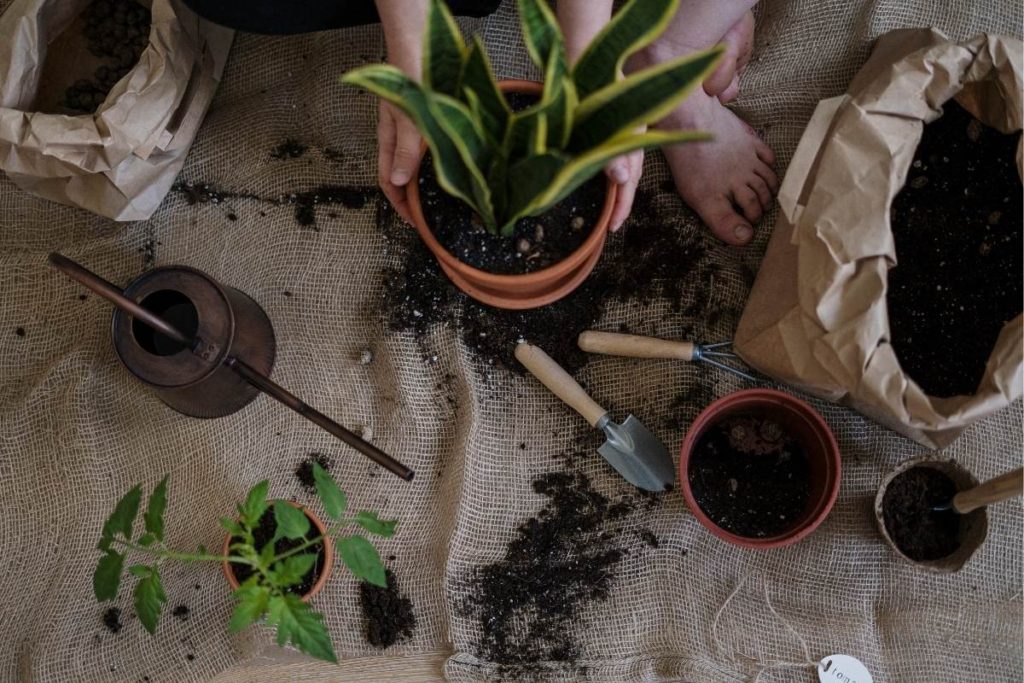 Low-Budget Garden Tips