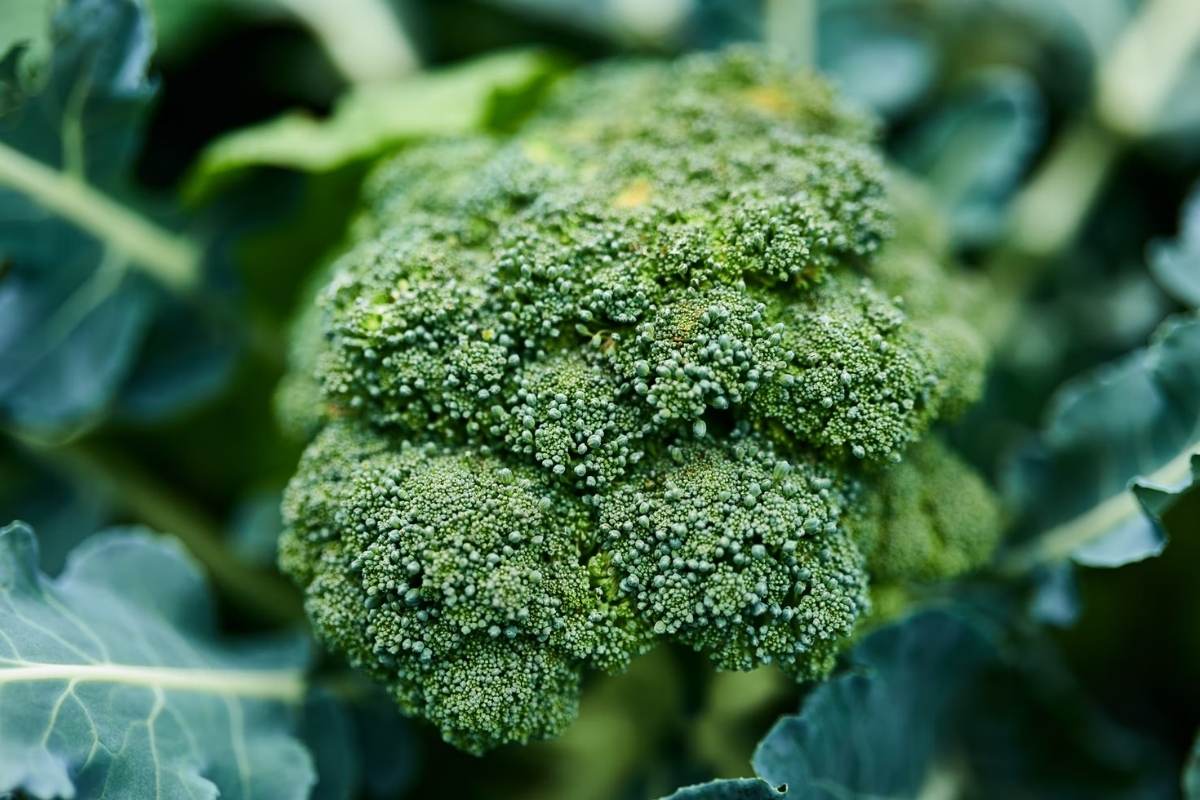 growing broccoli in home garden