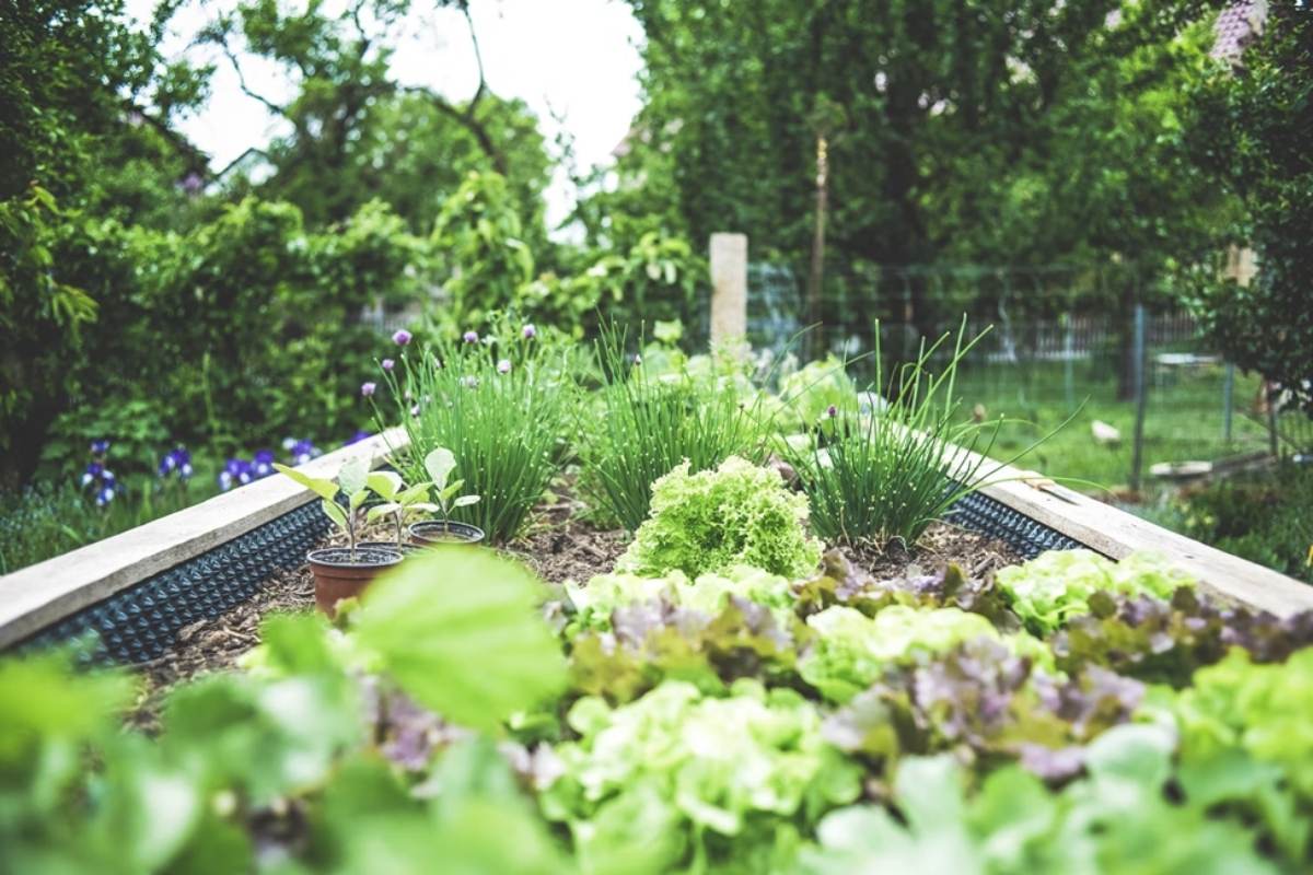 home grown herbs