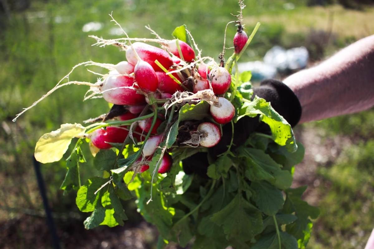 radishes from home garden