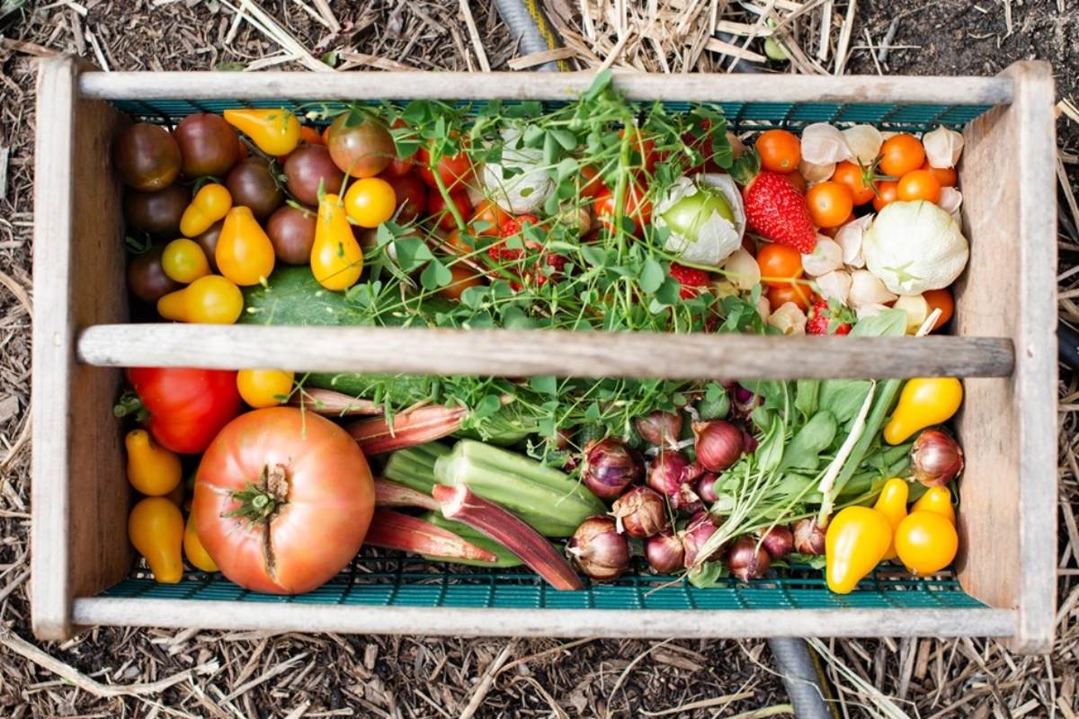 vegetables to grow in home garden