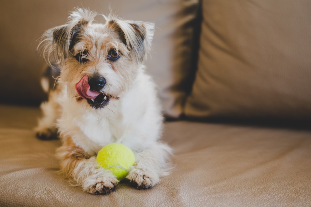 How to Stop Your Dog from Licking the Couch