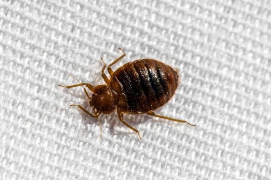 a live adult bed bug