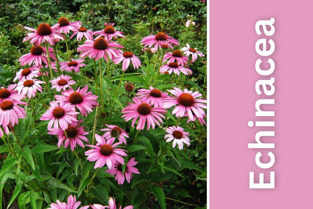 Echinacea (Coneflower) in pot