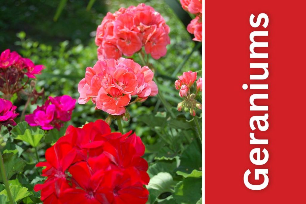 Red and pink Geraniums