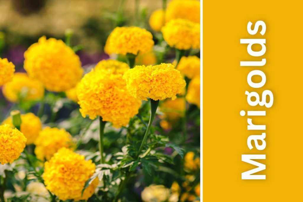 yellow outdoor Marigolds in pot under sunlight