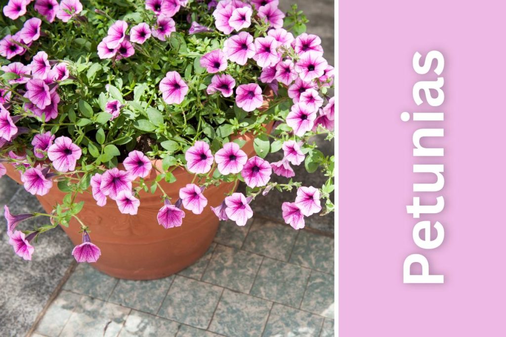 Petunias in a pot