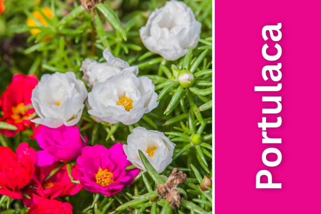white red and pink Portulaca moss rose under full sun