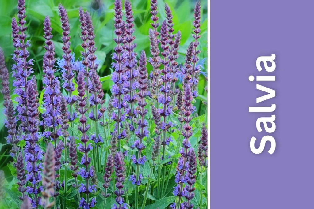 purple Salvia outdoors