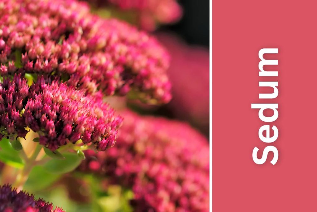Pink Sedum
