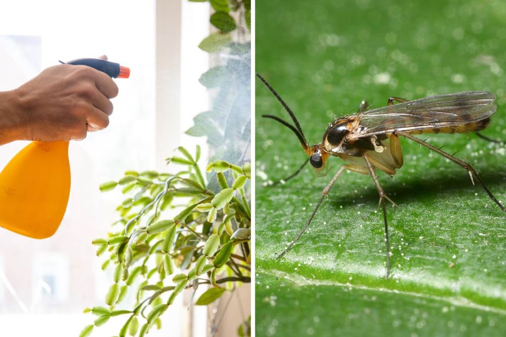 spraying neem oil on houseplant with Fungus Gnats