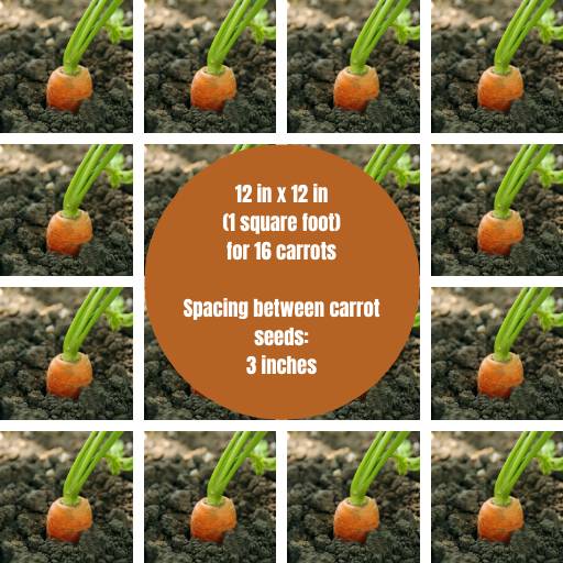 one square foot gardening with 16 carrots