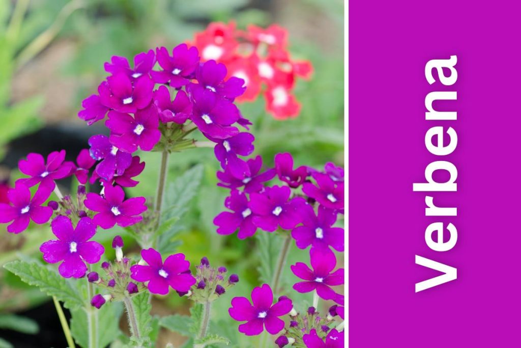outdoor Verbena