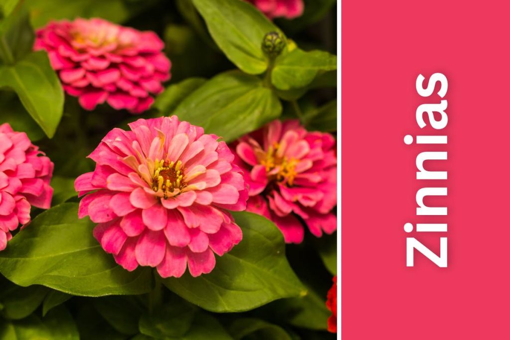 Pink Zinnias