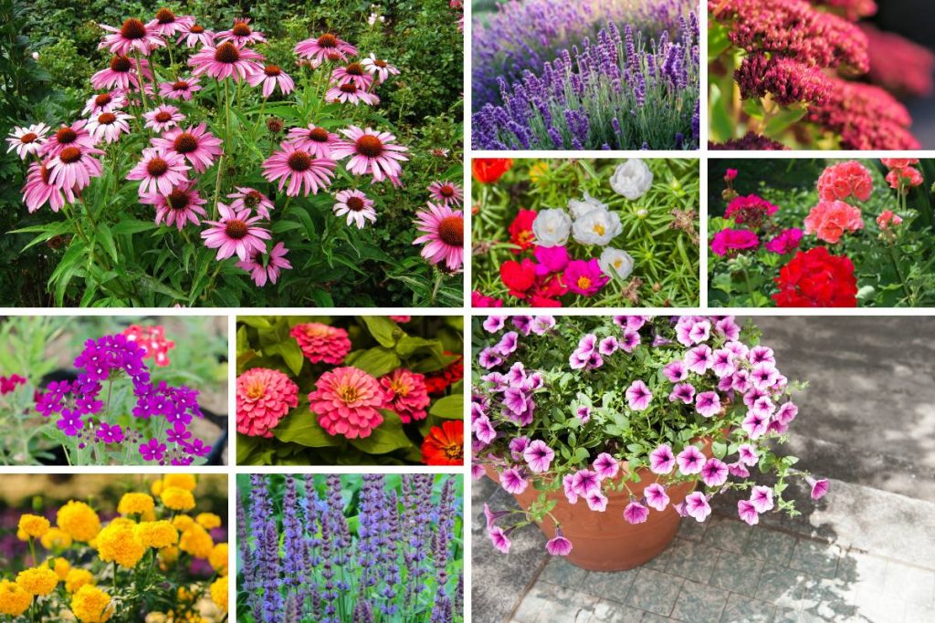 outdoor pot plants in full sun that need low maintenance