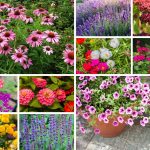 outdoor pot plants in full sun that need low maintenance