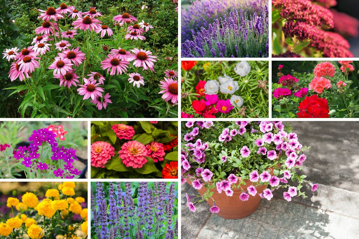 outdoor pot plants in full sun that need low maintenance