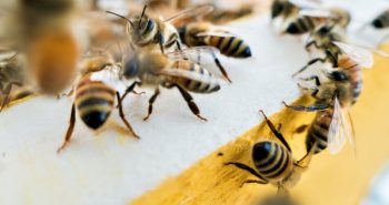 getting rid bees